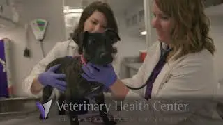 Help Clear the Shelters with the K-State Shelter Medicine Program