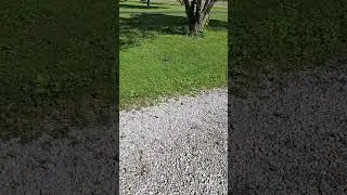 Pair of Killdeer nesting in gravel driveway
