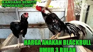 HARGA AYAM BLACKBULL UMUR 3 BULAN DAN HARGA PACEK KANDANG