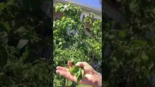 Garden life Panama City FL 2019 Post Storm