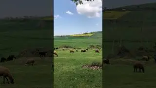 #nature #animals #naturelovers #mountains #jungkook #relaxing #spring #