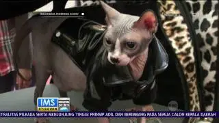 2 Kucing Termahal Hadir di Ajang Propaganda Cat Show Palembang