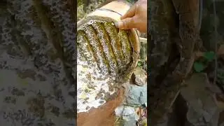 Genius Honey Farming Method Of China