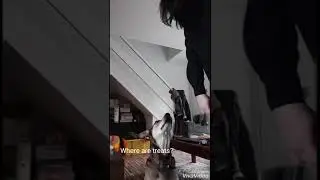 Hug your dog for too long challenge