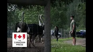 Five things to know about ostrich cull case, after court delivers blow to farmers