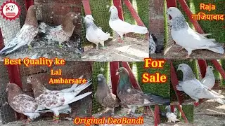 Original DeoBandi Ambarsire Kalsire Chhapdar Saharanpuri Kabootar ForSale सेल होचुके @KkabutarGroup