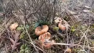 Brotan buenos NISCALOS bajo el Hielo 🍂. Negrillas setas del frio 🍁
