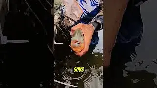 La puissance incroyable du piranha test&eacute;e par les humains #piranha #force  #nature #puissance #fish