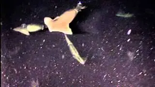 Humboldt Squid in Sur Canyon