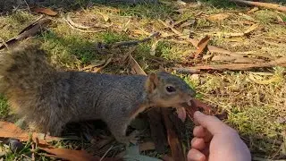 Hand Feeding Wild Squirrels Nuts