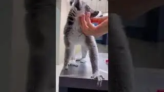 Комментарии лемура Марго по поводу происшествия 😼