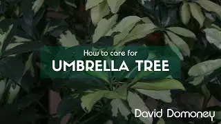 How to care for Schefflera arboricola (Umbrella tree)