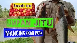 Mancing ikan patin dengan umpan alami yang jitu dan ampuh. Terbukti.
