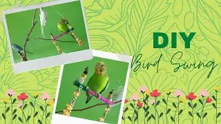 Easy DIY Swing for Birds | CWS
