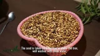 Neem seed oil extraction in Ghana