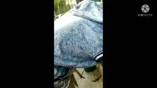 #deadly snake rescue mission#RUSSELL'S VIPER#Daboia russelii#HEMOTOXIC venom#CHANDROBORA SAP#