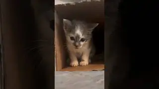 Kitten Update! #sahm #storytime #kitten #cats