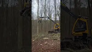 WFW Ecolog 688F & dicke Buchen