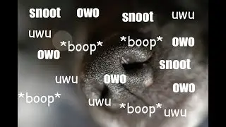 Boop de snoot