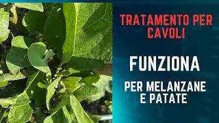 Lotta alla dorifora involontaria