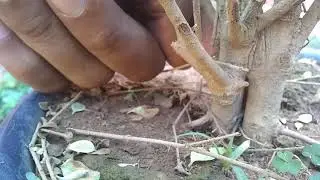 Bonsai de ligustrinho.               Futuro Bonsai de ligustrinho