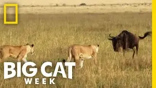 A Team Effort Takedown | Big Cat Week