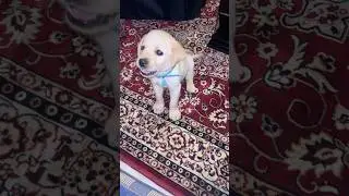He picked the fight&hellip; but forgot he&rsquo;s only 10 inches tall! #TinyFighter #FluffyFury #DogComedy