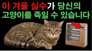 고양이 보호자의 94%가 겨울에 저지르는 치명적인 실수
