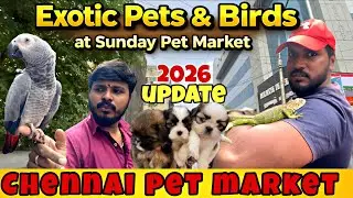 💥Chennai Pet Market 2026 🐦🐹 | Exotic Birds, Pets, Accessories & Legal Pet guie