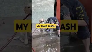 My Hair Wash   #funnyshorts #petsfunnyvideo