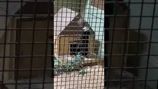 Tayra/Bush dog stands to have fun