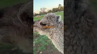 What sound does a newborn #Camel baby Make? #DromeDairy. #Baby