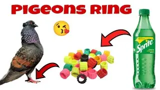 How To Make Pigeon Ring At Home|| kabutar ki ring kaise banaen🤩! kabutar ka chhalla Kaise banaen||