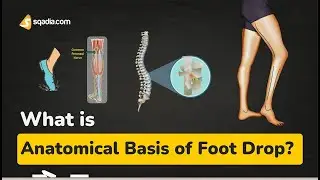 What is Anatomical Basis of Foot Drop? | Anatomy