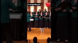 #cat #singing in #orchestra #music