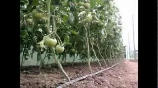 SOLAR LEGUME 2012