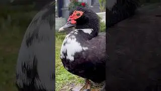 Martini & Her Duck Family 🦆 | Morning Moments