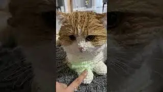 Best of Cats 🐈&zwj;⬛