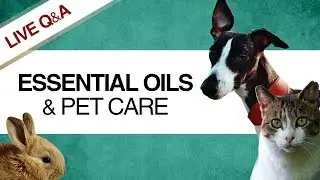 Essential Oils: Caring for Your Pets
