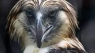 Top Predatory Birds and Their Habitats Around the World