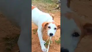bad puppies funny moments dog barking video #viral #dogsound #cute #puppy #shorts #shortsfeed