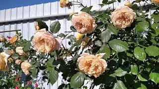 Crown Princess Margareta
