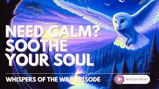 Soothe Your Soul| Owl's Twilight Wisdom #Healing #meditation  #guidedvisualization #calm