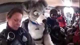 SUPER COLLIE!