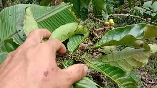 gosong dan busuk pada bungga kopi/beda paktor, apa saja??? penyebab Nya.