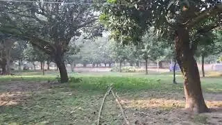 Mango Hub - Malda 