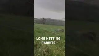 Long netting rabbits