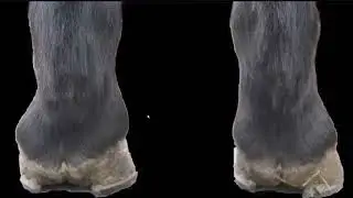 Asymmetry of the equine limb with case studies. 22 minute clip from the 4.5 hour webinar replay.