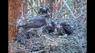 Breakfast for Loch Garten Goshawks. 06 July 2023