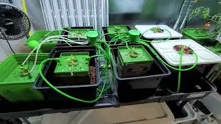 Jalapeno Trials in the Grow Room